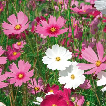 Cosmos Sensation varié Cosmos Sensation varié