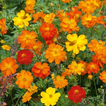 Cosmos sulphureus Flashes Cosmos sulphureus Flashes