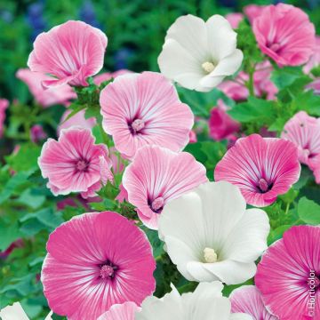Lavatère variée à grandes fleurs Lavatère variée à grandes fleurs
