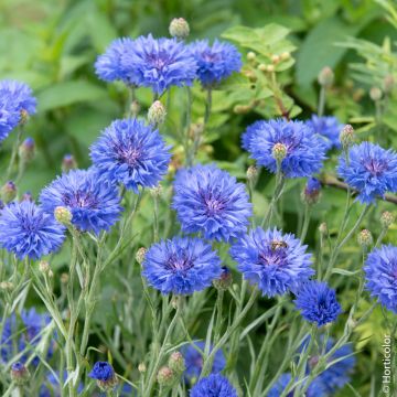 Fiordaliso doppio blu