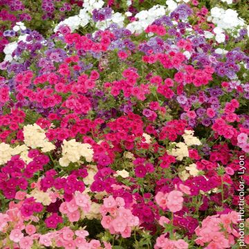 Phlox de Drummond à grandes fleurs variées Phlox de Drummond à grandes fleurs variées