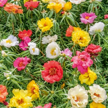 Portulaca Doppia in mix