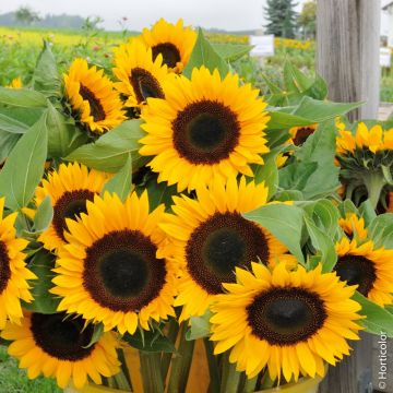 Girasole a fiore gigante