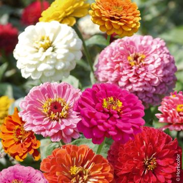 Zinnia Géant de Californie en mélange - Zinnia elegans Giant of California Mix