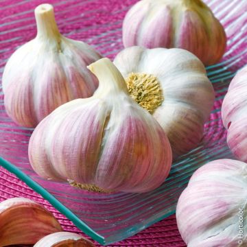 Ail rose CLEDOR ® Ail rose CLEDOR ®