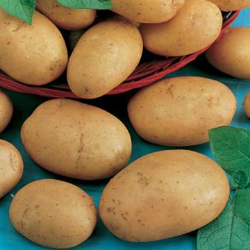 Pomme de terre Monalisa