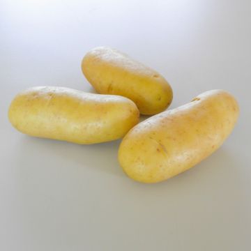 Pomme de terre DOLREINE ® Pomme de terre DOLREINE ®