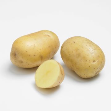 Pomme de terre PRIMLADY ® Pomme de terre PRIMLADY ®