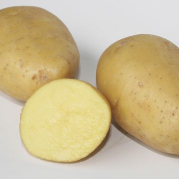 Pomme de terre Maiwen Pomme de terre Maiwen