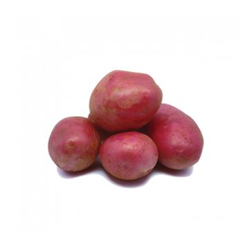 Pomme de terre Alouette BIO Pomme de terre Alouette BIO