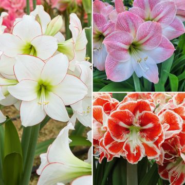 Collection de 3 Amaryllis Collection de 3 Amaryllis
