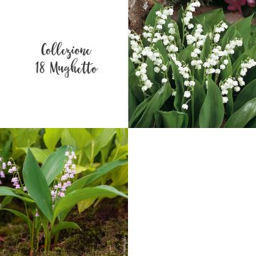 Collection de 18 Griffes de Muguet Collection de 18 Griffes de Muguet