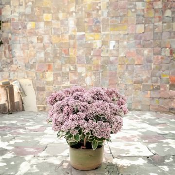 Sedum La Vie en Rose Sedum La Vie en Rose