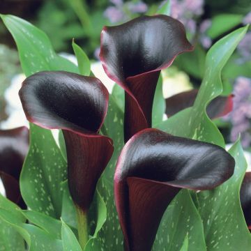 Calla Forêt Noire