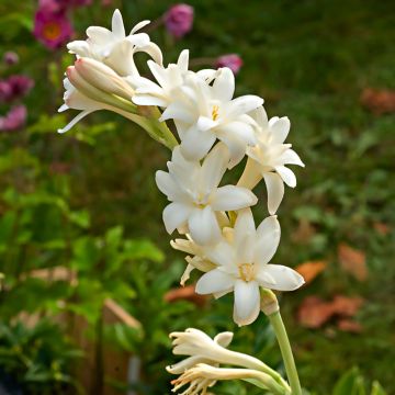 TUBEROSE