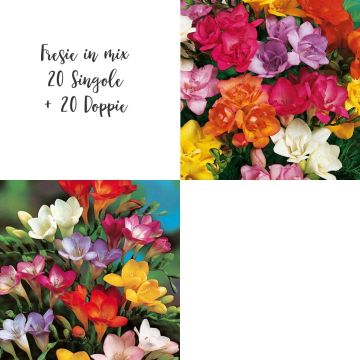Fresie in mix 20 Singole + 20 Doppie