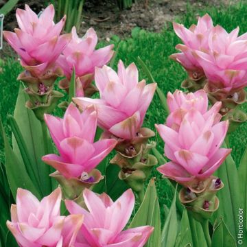 Curcuma alismatifolia Curcuma alismatifolia