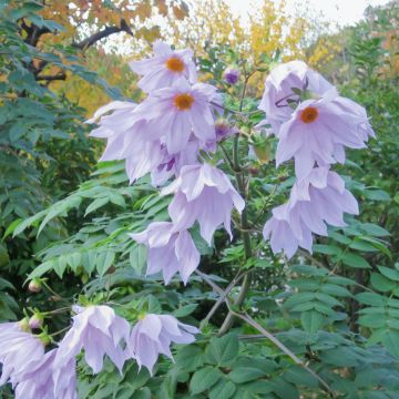 Dalia Albero Imperialis