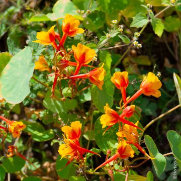 Tropaeolum Tuberosum