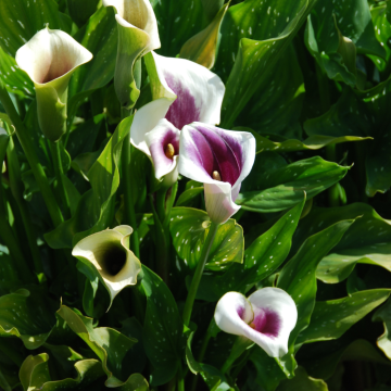 ZANTEDESCHIA PICASSO