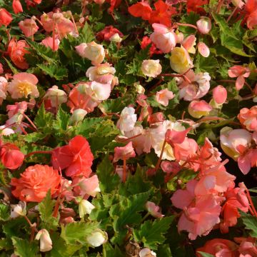 Begonie doppie profumo di Rosa pastello