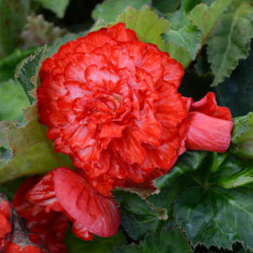 Begonia Marmorata