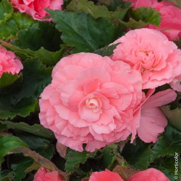 BEGONIA NON STOP ® ROSA