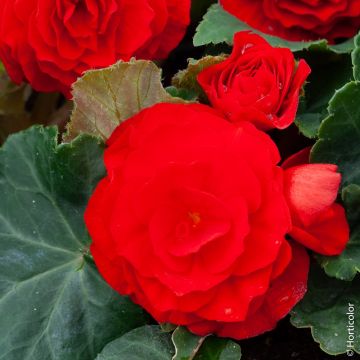 Begonia Non Stop Rossa