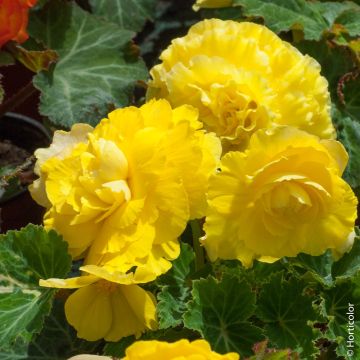 Begonia Non Stop Gialla