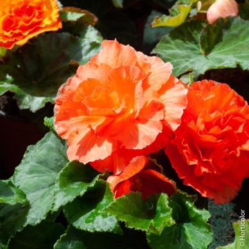 Begonia Non Stop ® Colore Rame Begonia Non Stop ® Colore Rame