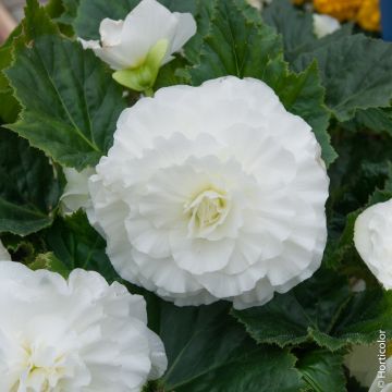 Begonia Non Stop Bianca