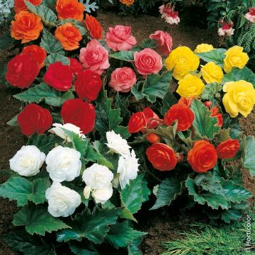 BEGONIA NON STOP ® IN MIX