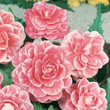 BEGONIA A FIORE DI CAMELIA BEGONIA A FIORE DI CAMELIA