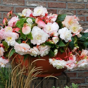 Begonia a cascata odorata ® bianco/rosa Begonia a cascata odorata ® bianco/rosa