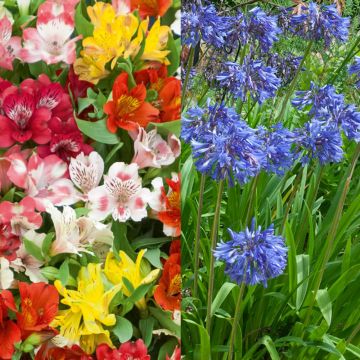 Collection d’alstroemères en mélange et d’agapanthes bleues Collection d’alstroemères en mélange et d’agapanthes bleues