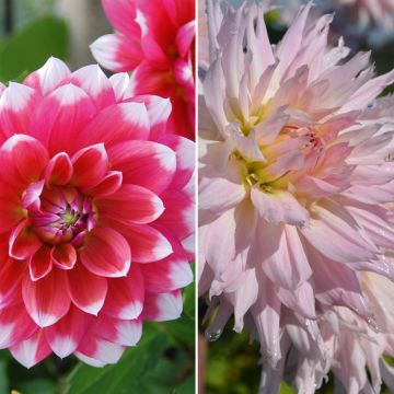 Collection de dahlias cactus idylle et dahlias décoratifs Milk Shake Collection de dahlias cactus idylle et dahlias décoratifs Milk Shake