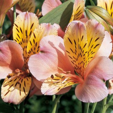 Alstroemere Aubance ® Turcauban