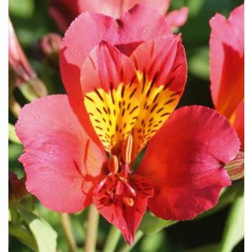 ALSTROEMERIA AUTHION ® Turcallaut ALSTROEMERIA AUTHION ® Turcallaut