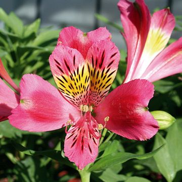 ALSTROEMERIA BASSA ISABELLE ® Turcalisa