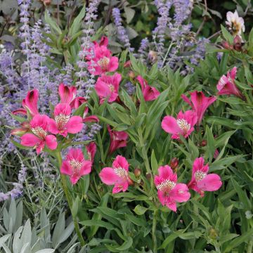 ALSTROEMERIA MONTSOREAU ® Turcalreau