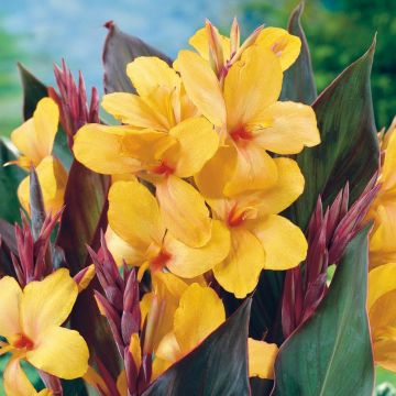 Canna Nain Cottin