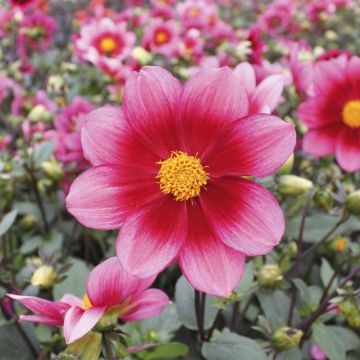 Dahlia semi-nain Héroïne Dahlia semi-nain Héroïne