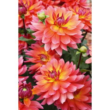 Dalia Nana Tricolore