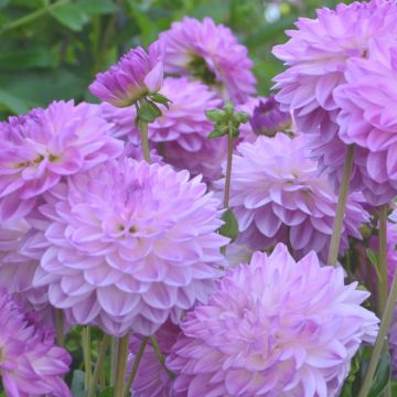 Dahlia nain Méditerranée Dahlia nain Méditerranée
