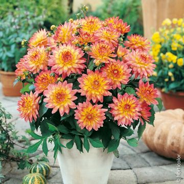 Dahlia Nain Gallery Pablo ®