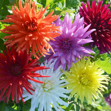 Dahlias cactus nains en mélange Dahlias cactus nains en mélange
