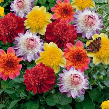 Dalie a fior d’Anemone Farfalla in mix Dalie a fior d’Anemone Farfalla in mix