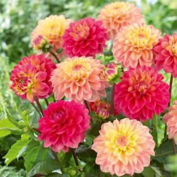 Dalie nane Princesse Elisabeth e Gracia