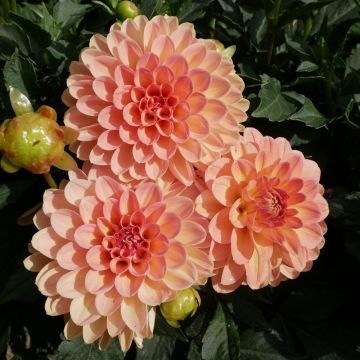 Dahlia nain double Péché Mignon Dahlia nain double Péché Mignon