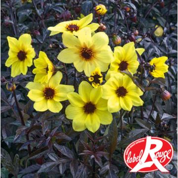 Dahlia Knock Out / Mystic Illusion